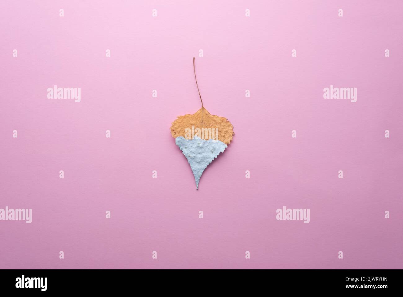 autumn concept leaf in blue paint on pink background, minimalism. Stock Photo