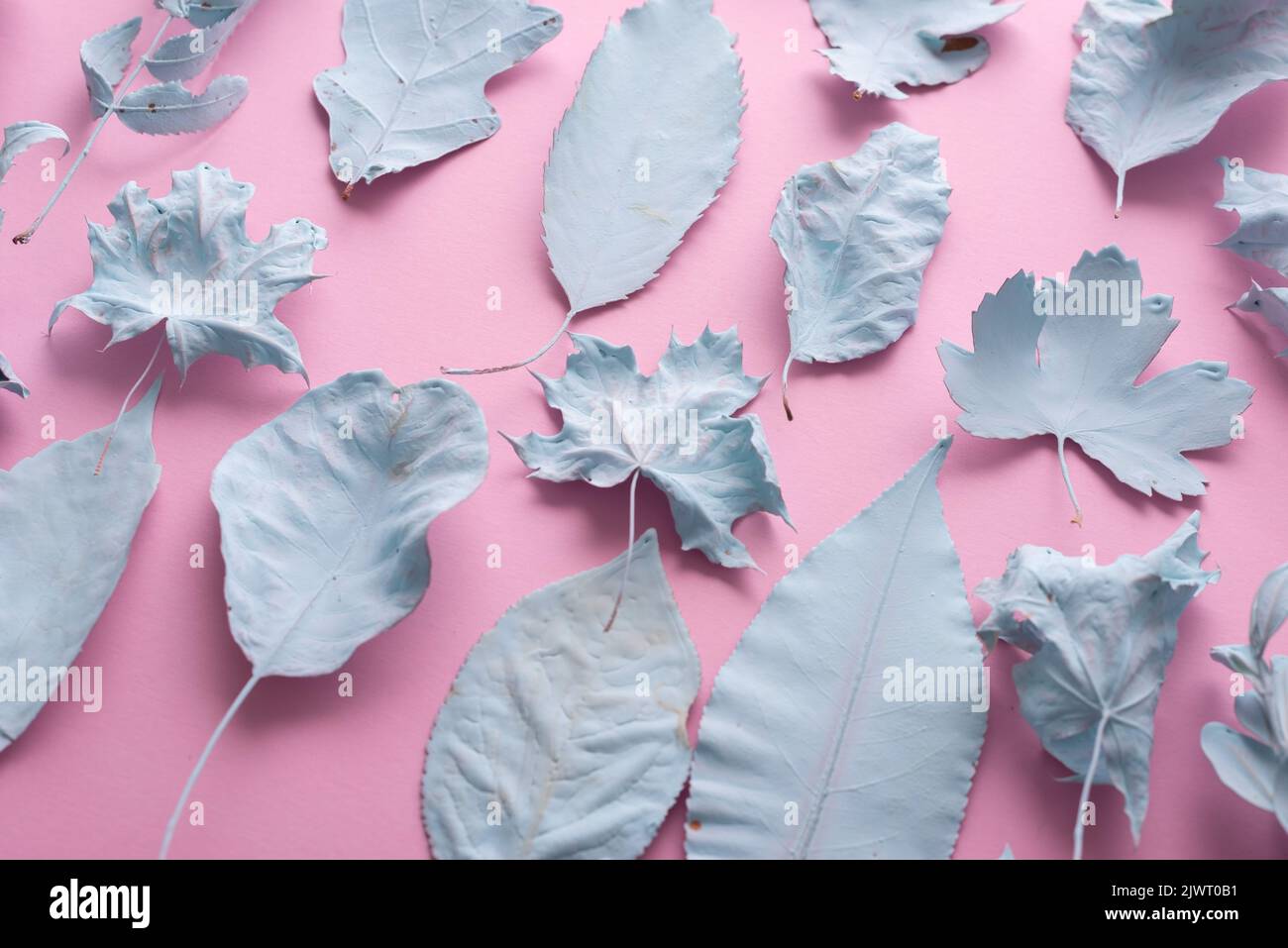 blue leaves on a pink background autumn composition texture Concept art. Minimal surrealism. Stock Photo