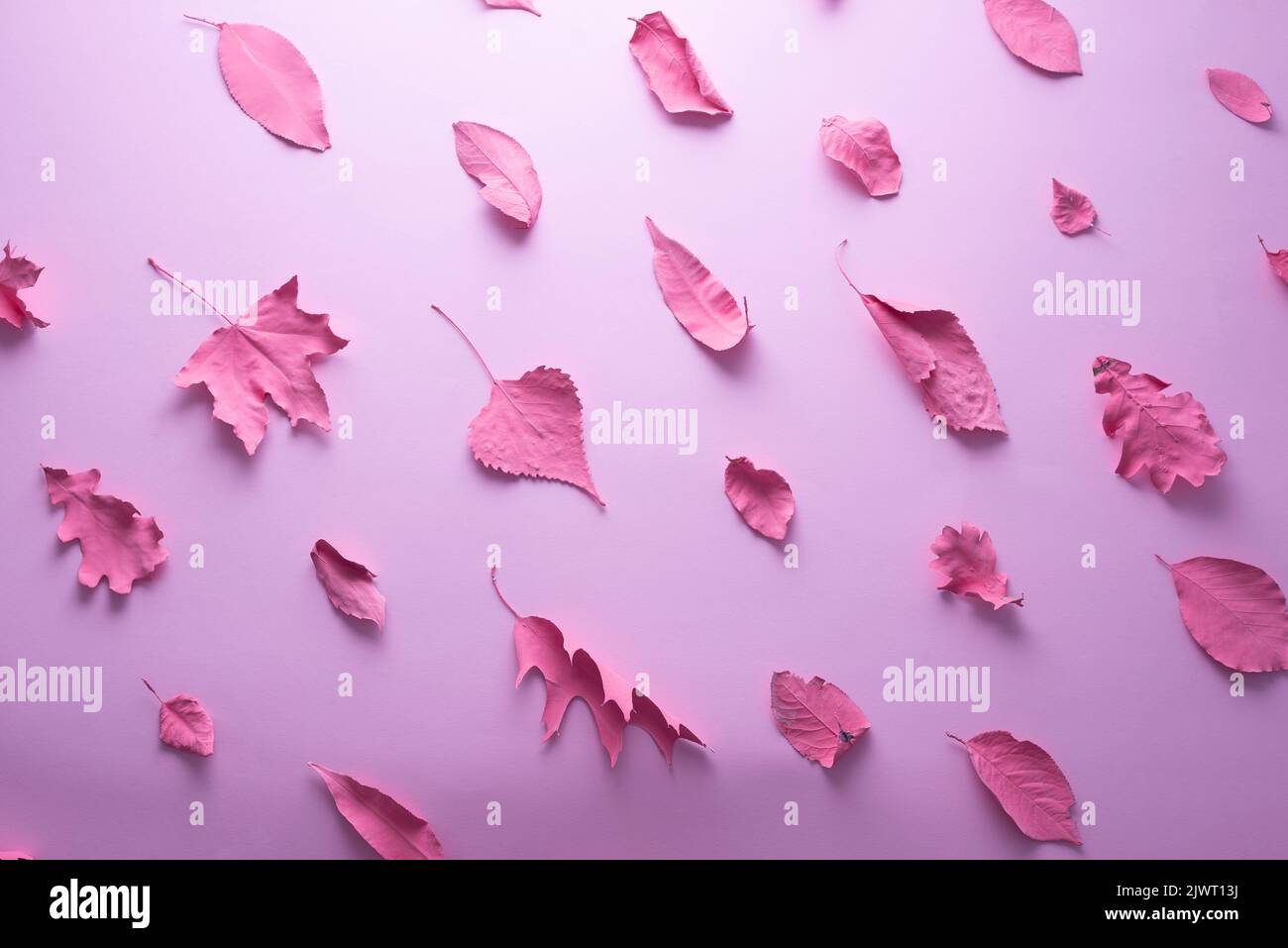 pink autumn leaves on pink background minimal composition Stock Photo