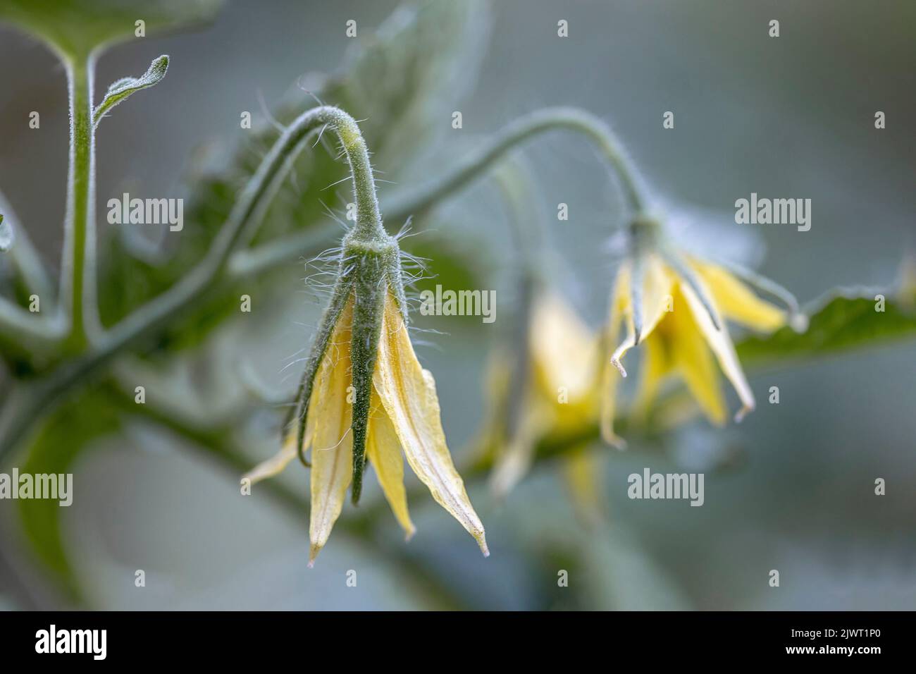 Flower close up. Tomato plant flower closeup. Growing tomatoes in the greenhouse Stock Photo Alamy