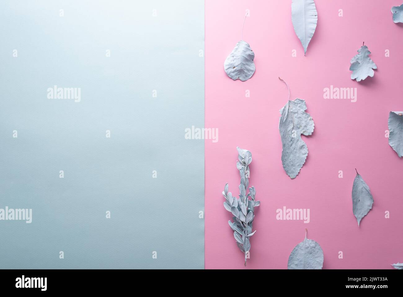 blue autumn leaves on pink background minimal creative composition Stock Photo