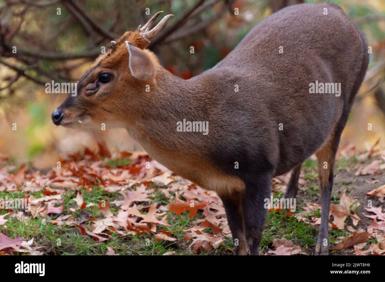 Chinesischer Muntjak, small deer in Thailand Stock Photo