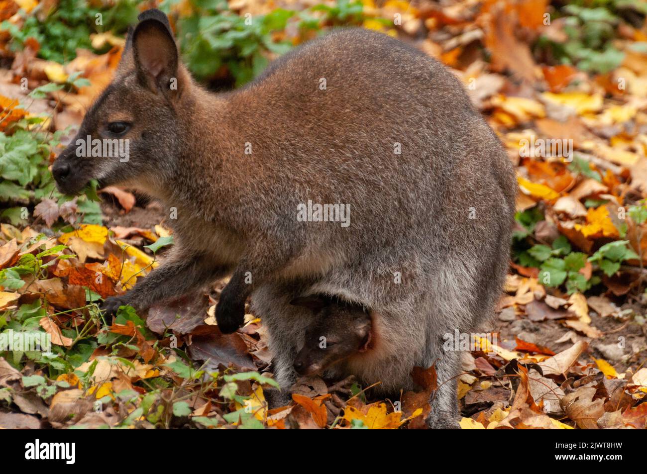 A closeup of a red-necked wallaby with a joey in its pouch Stock Photo