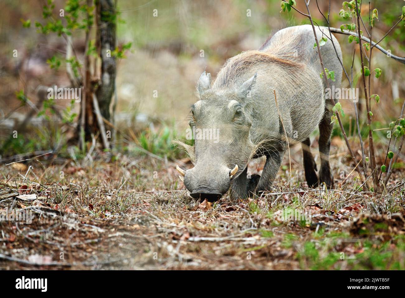 The common warthog. a warthog in its natural habitat, South Africa