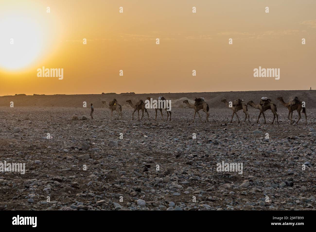 DANAKIL, ETHIOPIA - MARCH 25, 2019: Early morning view of a camel caravan in Hamed Ela, Afar tribe settlement in the Danakil depression, Ethiopia. Thi Stock Photo