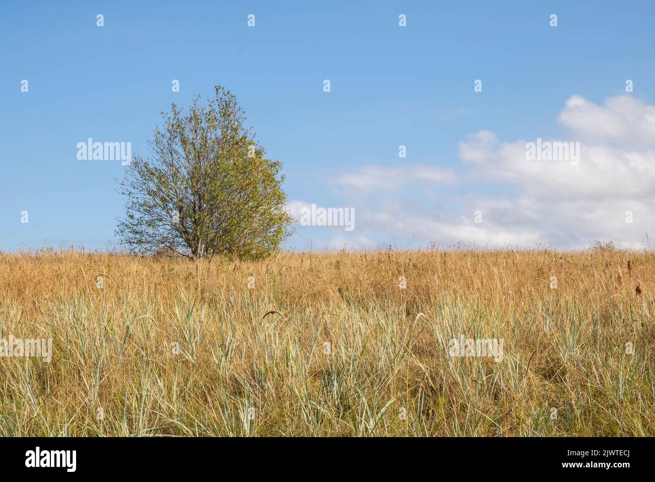 A meadow and trees during autimn in Estonia Stock Photo
