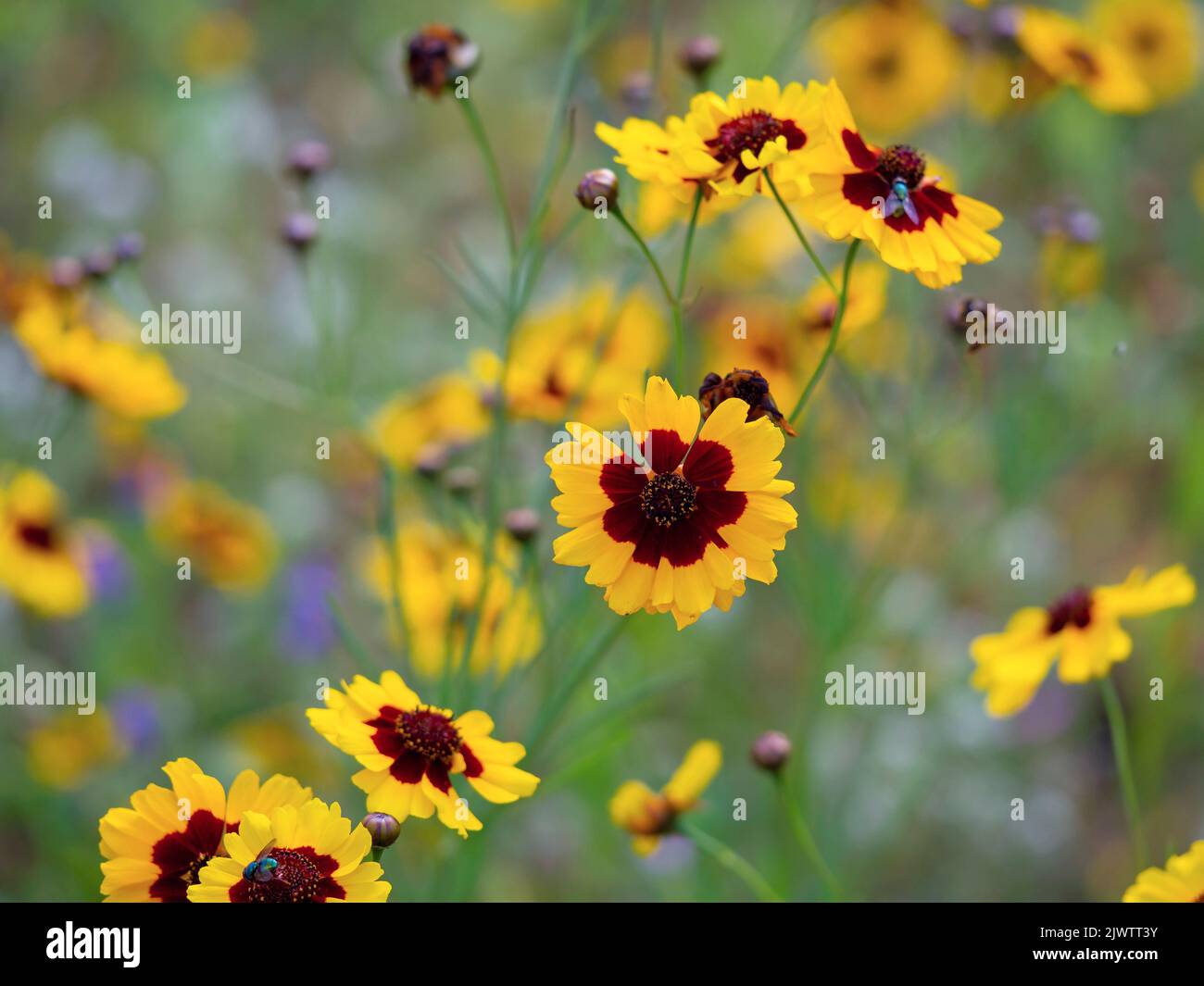 Lovely plains coreopsis flowers in an annual flower meadow Stock Photo