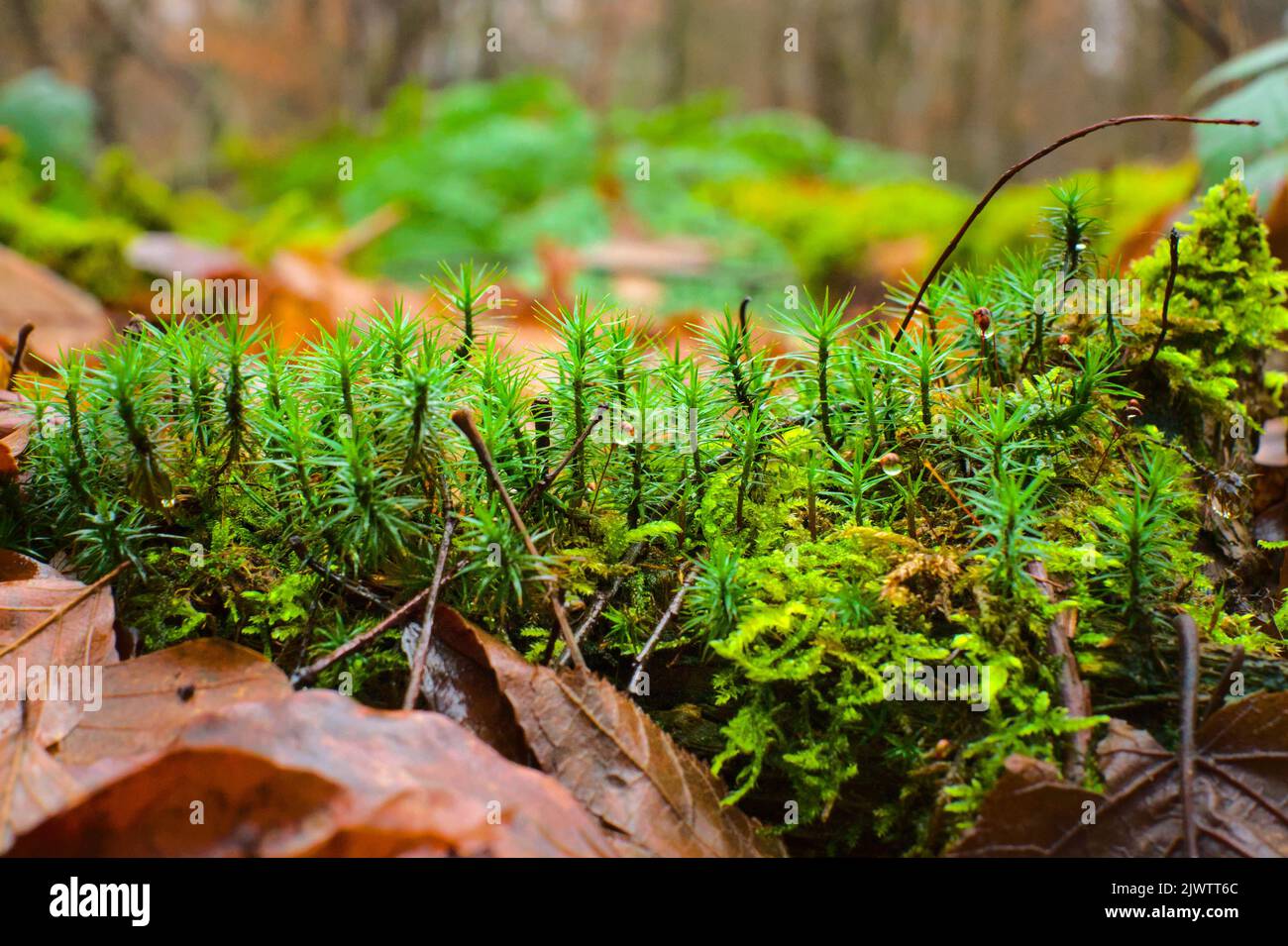 Up close trees moss hi-res stock photography and images - Alamy