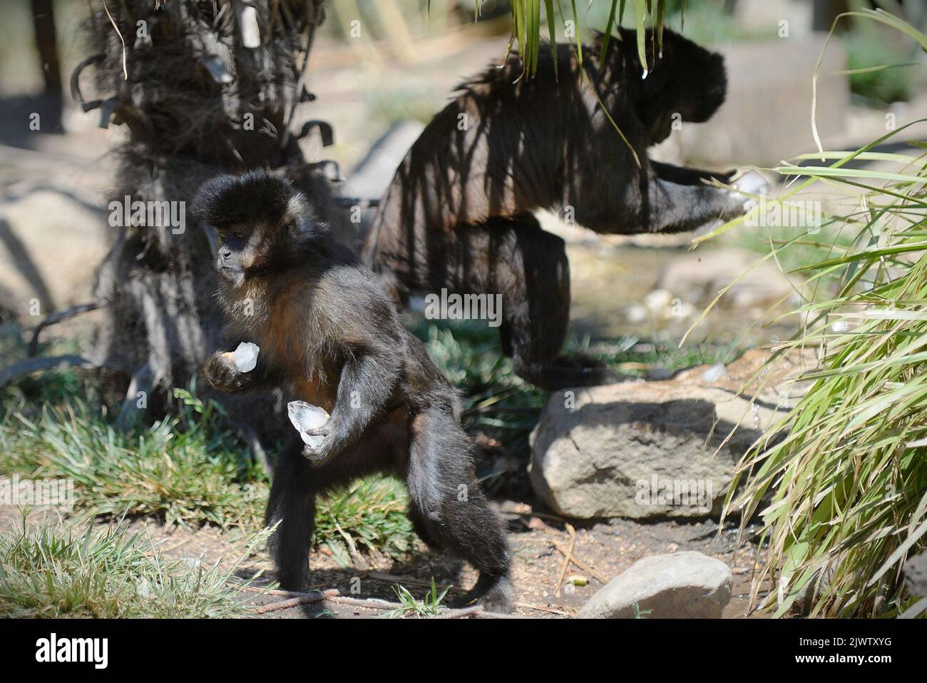 Black Caped Capuchin are seen carrying iced food blocks at the National ...
