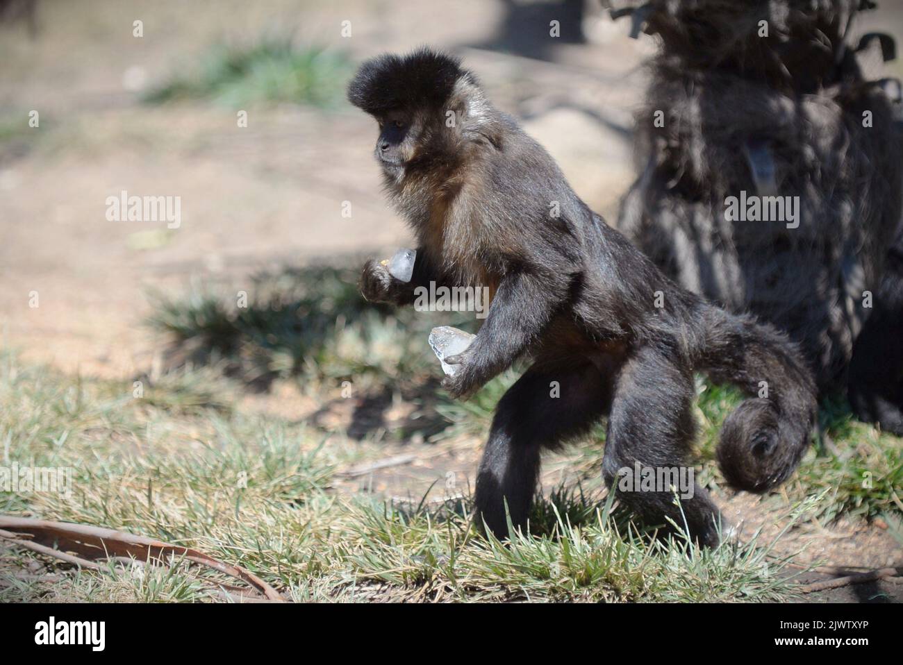 A Black Caped Capuchin is seen carrying iced food blocks at the ...