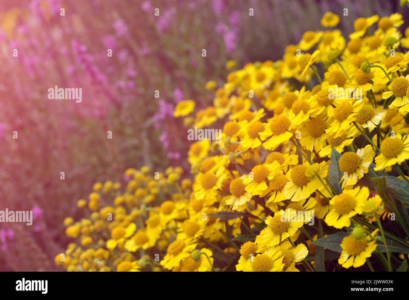 Bright yellow chrysanthemum flowers in the garden in autumn. Stock Photo