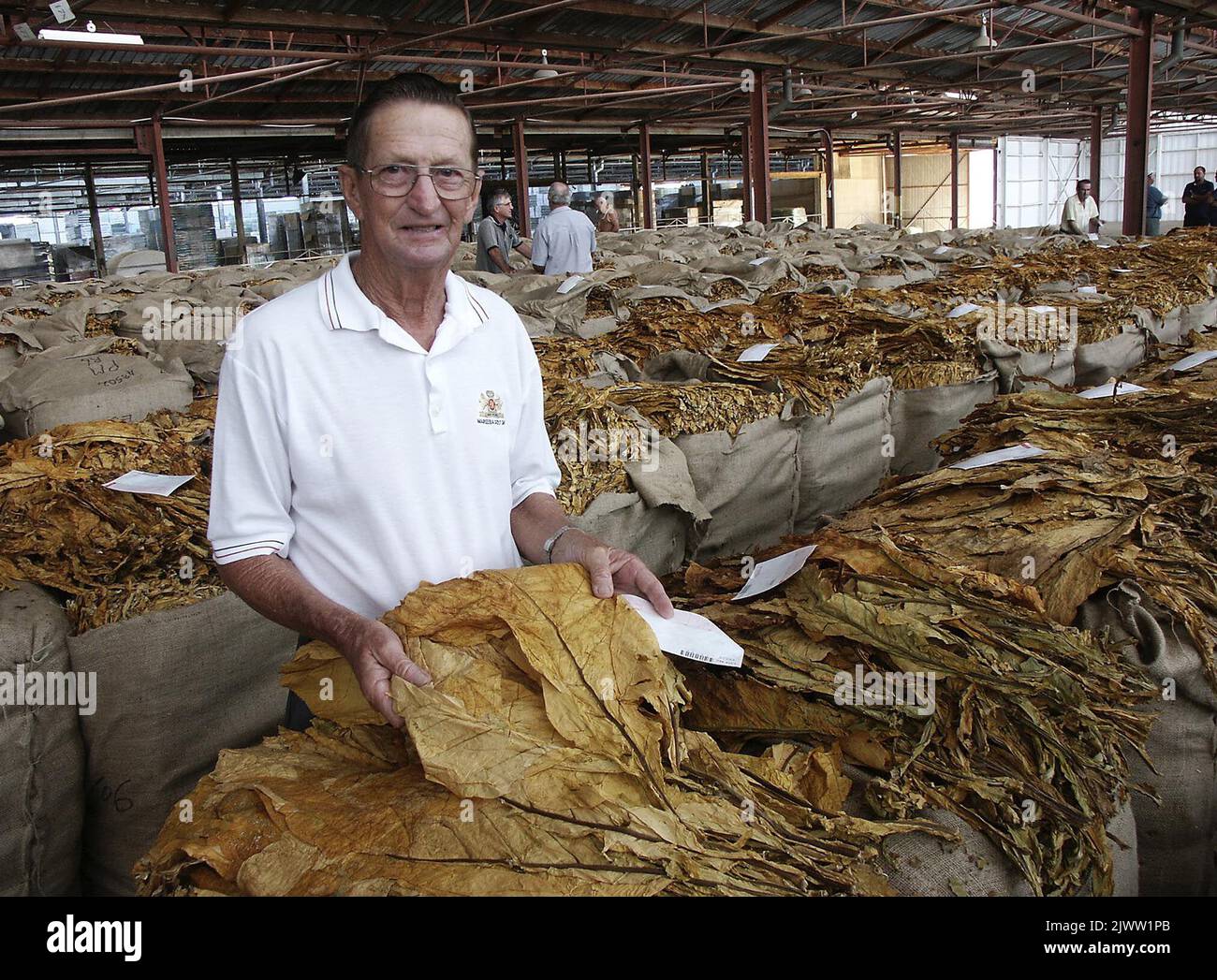 Mareeba, Atherton Tablelands, North Queensland, February 20, 2004. Former  tobacco sales floor manager John Parker inspects uncut tobacco leaf one  more time at North Queensland's last tobacco sale in Mareeba today. Mr