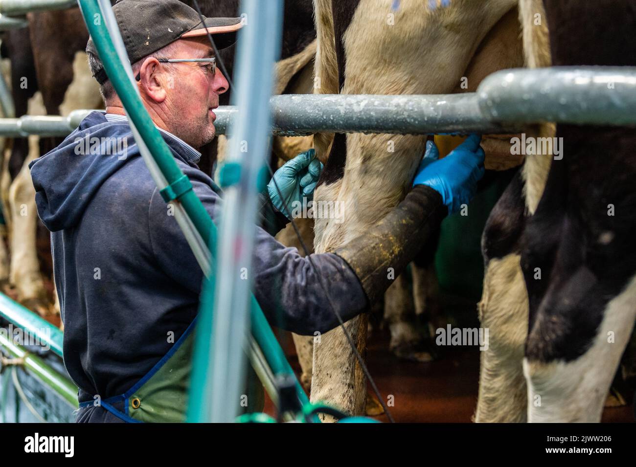 Farming: Timoleague, West Cork, Ireland. 6th Sept, 2022. The 160 strong herd of dairy farmer DJ Keohane are milked at his farm in Timoleague, West Cork. DJ's son, Daniel aged 11 and daughter Clíodhna, 15 help with the milking. The parlour holds 20 cows each side and milking is completed within an hour. DJ is currently yielding approx. 20 litres per cow. Credit: AG News/Alamy Live News Stock Photo