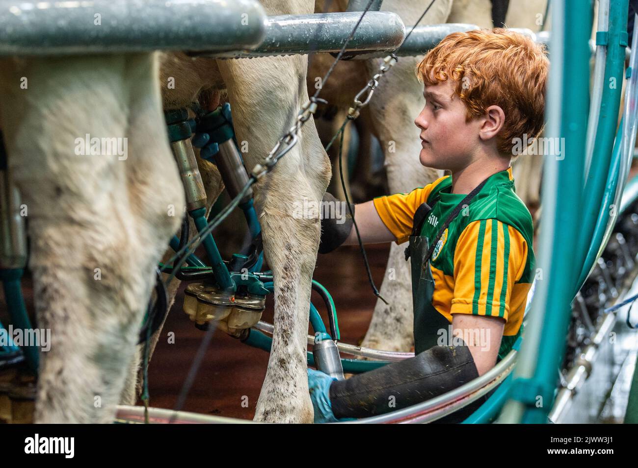 Farming: Timoleague, West Cork, Ireland. 6th Sept, 2022. The 160 strong herd of dairy farmer DJ Keohane are milked at his farm in Timoleague, West Cork. DJ's son, Daniel aged 11 and daughter Clíodhna, 15 help with the milking. The parlour holds 20 cows each side and milking is completed within an hour. DJ is currently yielding approx. 20 litres per cow. Credit: AG News/Alamy Live News Stock Photo