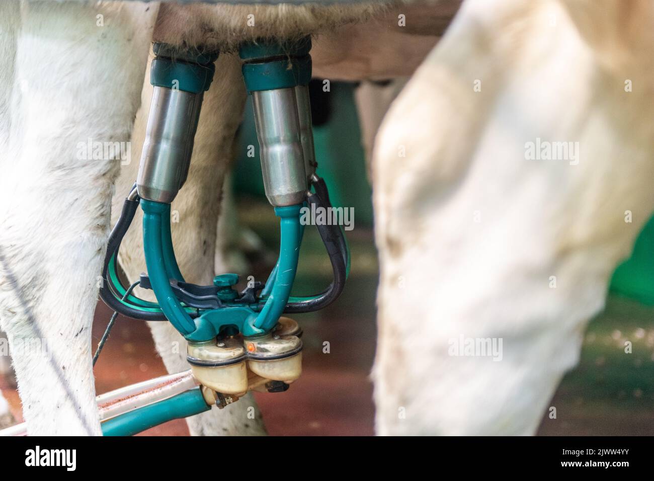 Farming: Timoleague, West Cork, Ireland. 6th Sept, 2022. The 160 strong herd of dairy farmer DJ Keohane  are milked at his farm in Timoleague, West Cork. DJ's son, Daniel aged 11 and daughter Clíodhna, 15 help with the milking. The parlour holds 20 cows each side and milking is completed within an hour. DJ is currently yielding approx. 20 litres per cow. Credit: AG News/Alamy Live News. Stock Photo