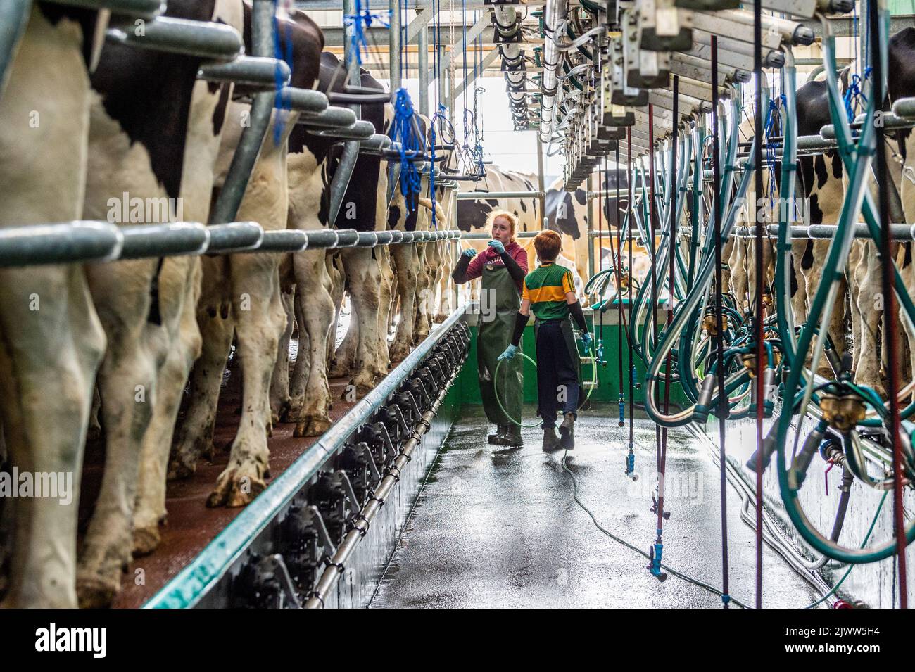 Farming: Timoleague, West Cork, Ireland. 6th Sept, 2022. The 160 strong herd of dairy farmer DJ Keohane  are milked at his farm in Timoleague, West Cork. DJ's son, Daniel aged 11 and daughter Clíodhna, 15 help with the milking. The parlour holds 20 cows each side and milking is completed within an hour. DJ is currently yielding approx. 20 litres per cow. Credit: AG News/Alamy Live News. Stock Photo