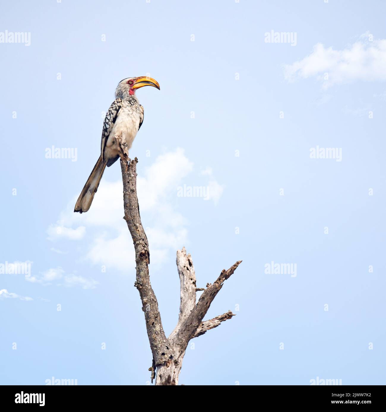 On his perch. Full length shot of a Southern Red-Billed Hornbill perched on a branch. Stock Photo