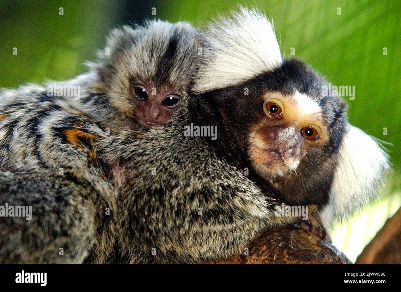 The newest addition to Alma Park Zoo in Brisbane is this twoweekold baby Common Marmoset