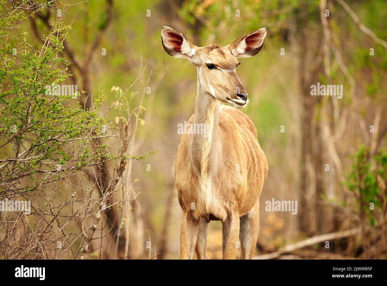 Oklahoma's Great Plains: Untamed Beauty Awaits!
