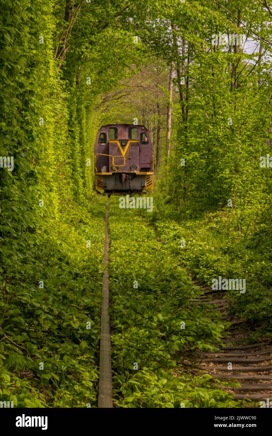 Tunnel of love Klevan , Ukraine Stock Photo