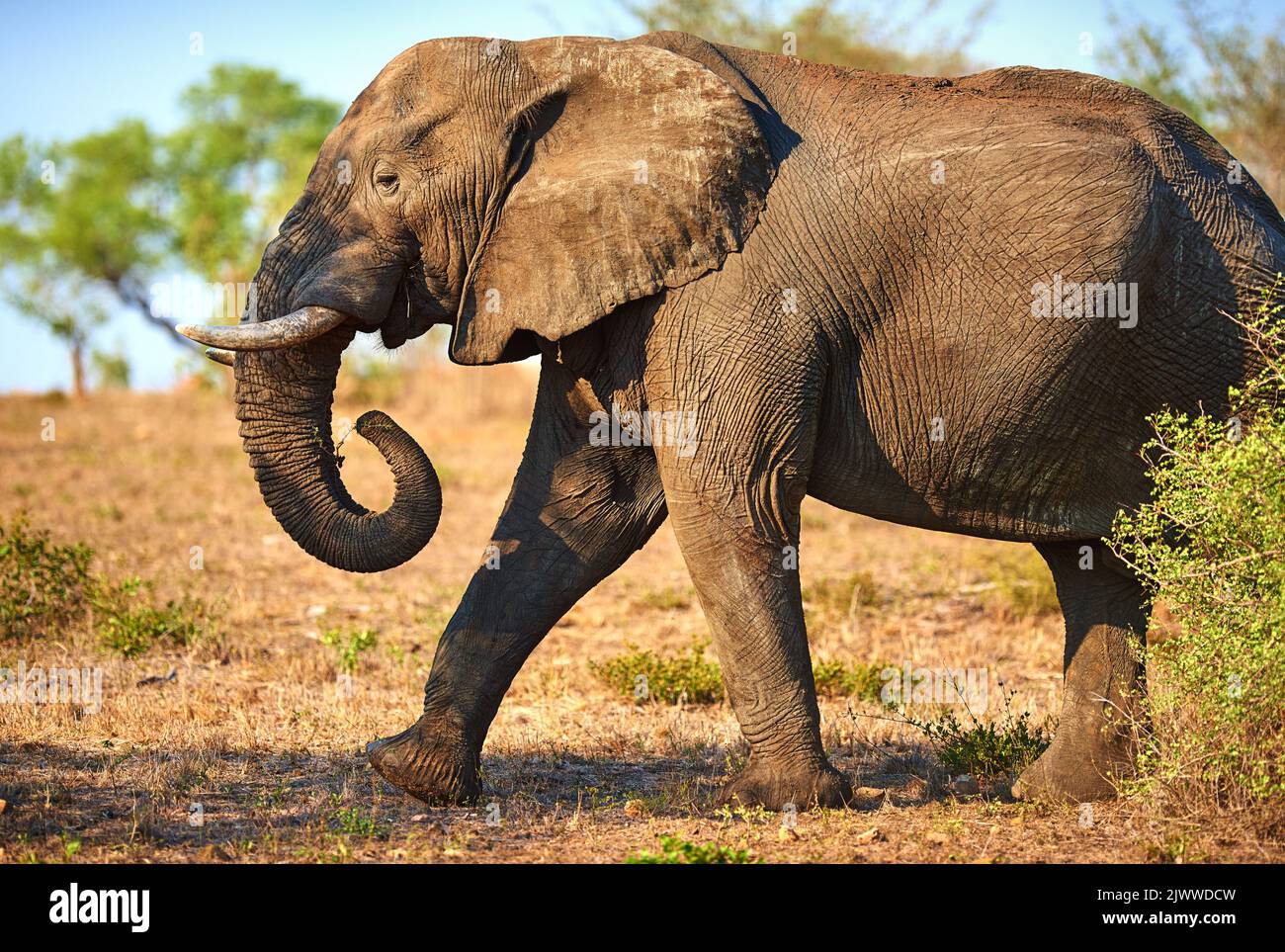 Thunderous footsteps. an elephant in its natural habitat. Stock Photo