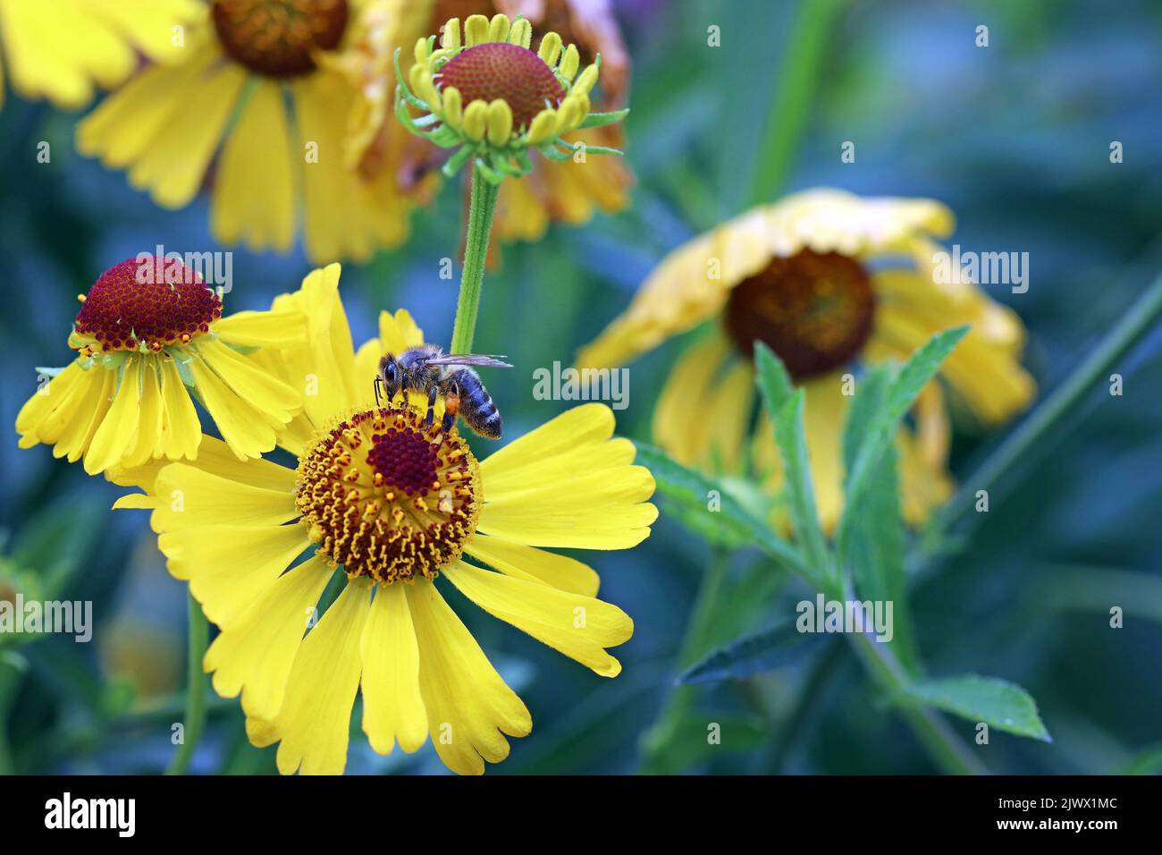 A honey bee gathers nectar and pollen from a yellow Helenium: Helenium Autumnale (Sneezeweed). September Kew Gardens Stock Photo