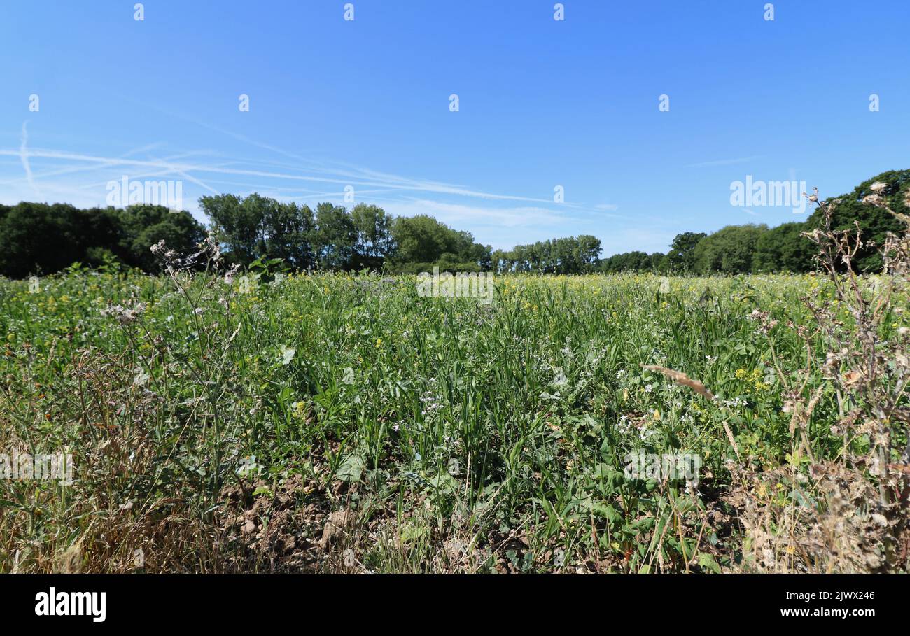 Field in spring with trees and blue sky above and earth in foreground Stock Photo