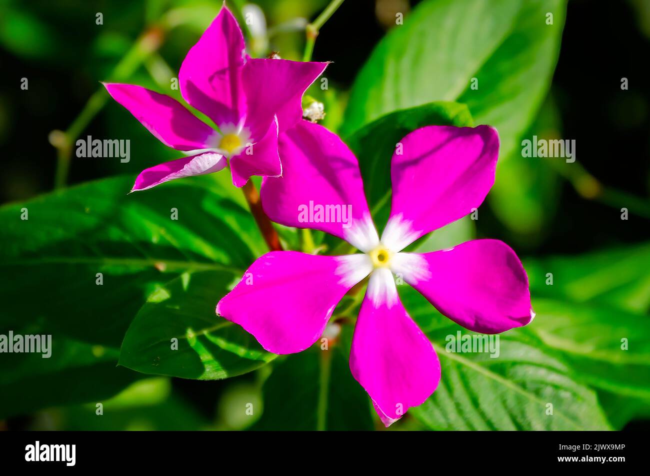 Madagascar periwinkle (Catharanthus roseus) blooms, Sept. 4, 2022, in