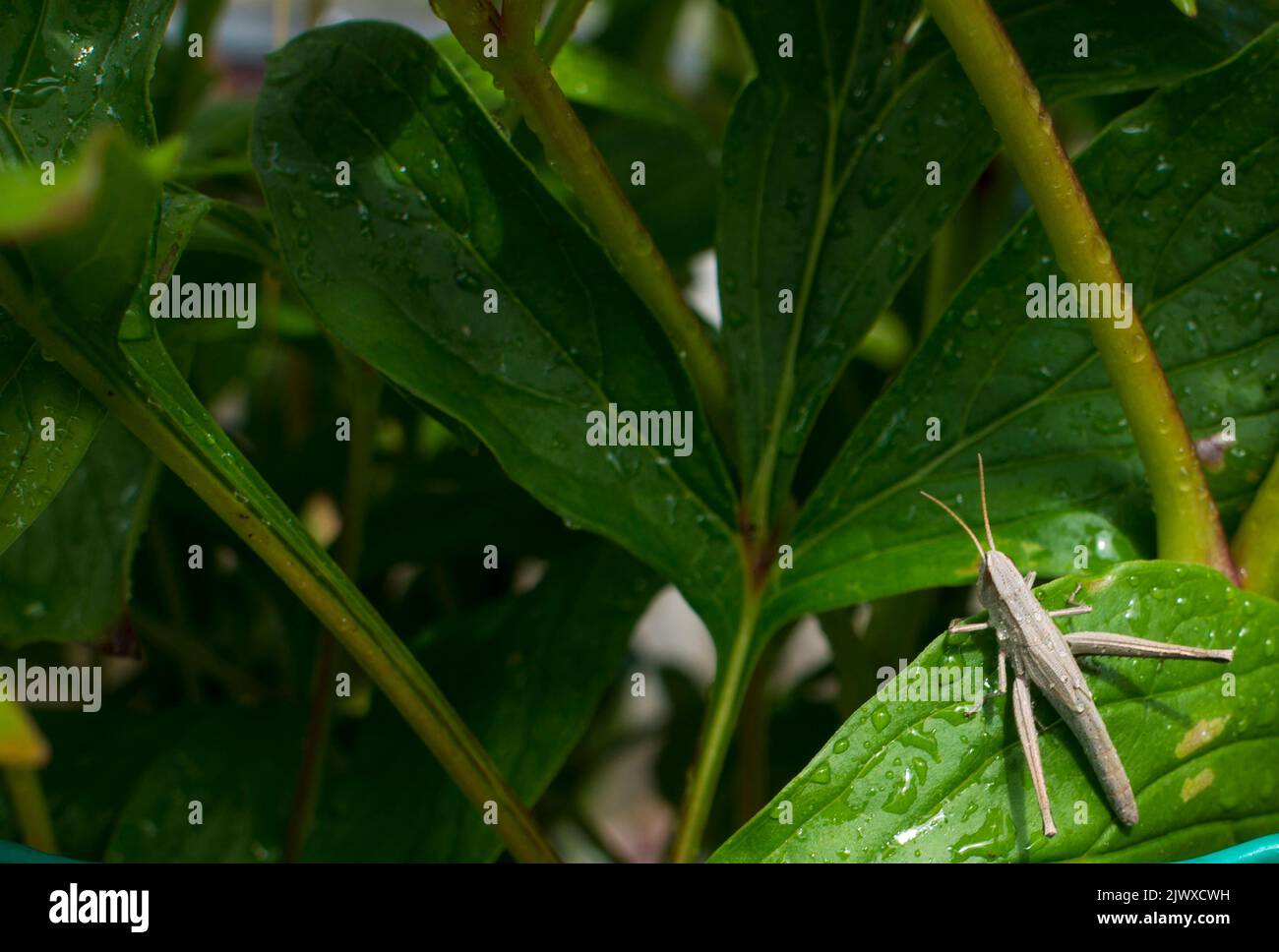 White Banded Insect White-banded Grasshopper on a green leaf. Insect. Animal Stock Photo ...