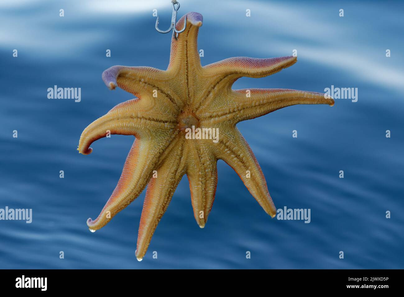 Starfish caught in deep sea fishing as accidental side catch in the Artic Ocean off the coast of Northern Norway. Stock Photo