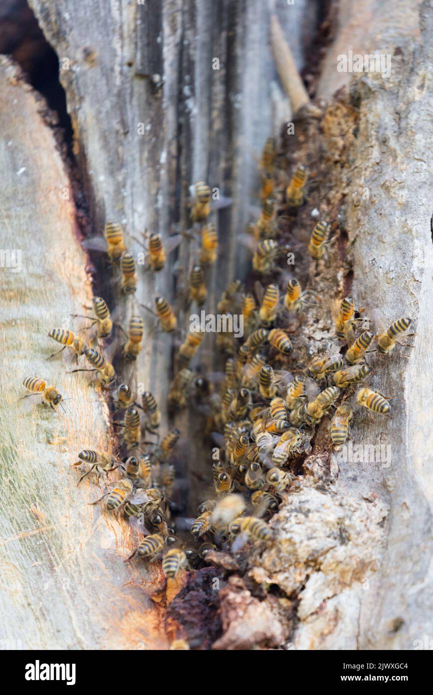 Healthy group of honey bees hi-res stock photography and images - Alamy