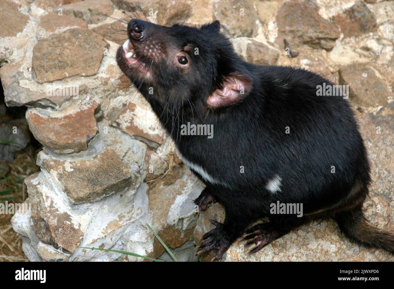 A Tasmanian Devil called "Tassie" at the Zoodoo Wildlife Park in
