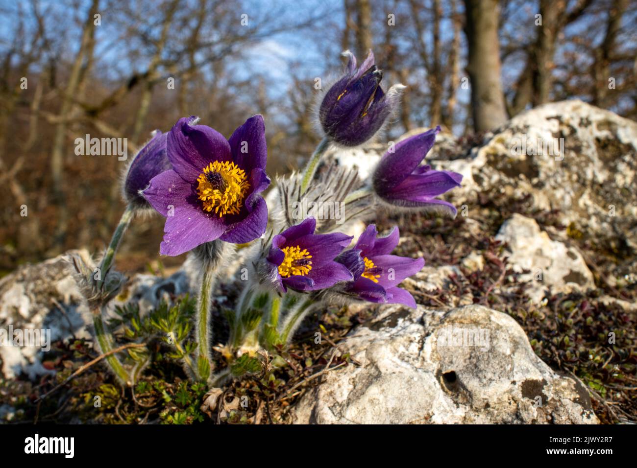 pasque flowers outdoor in spring Stock Photo