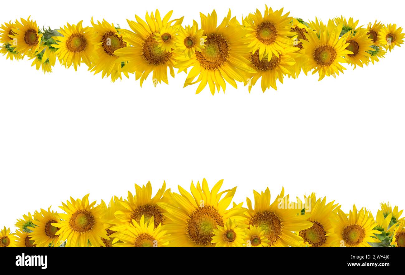 Yellow Sunflowers isolated on white background. Floral border Stock