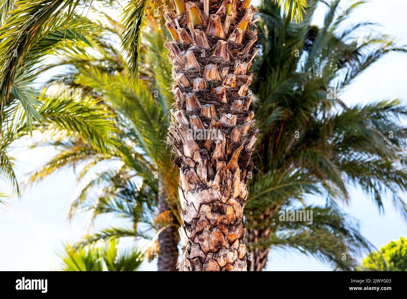 sunny palm trees background Stock Photo