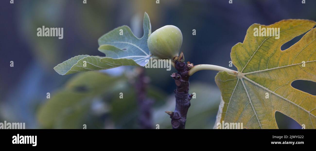 a ripening fig fruit panorama Stock Photo