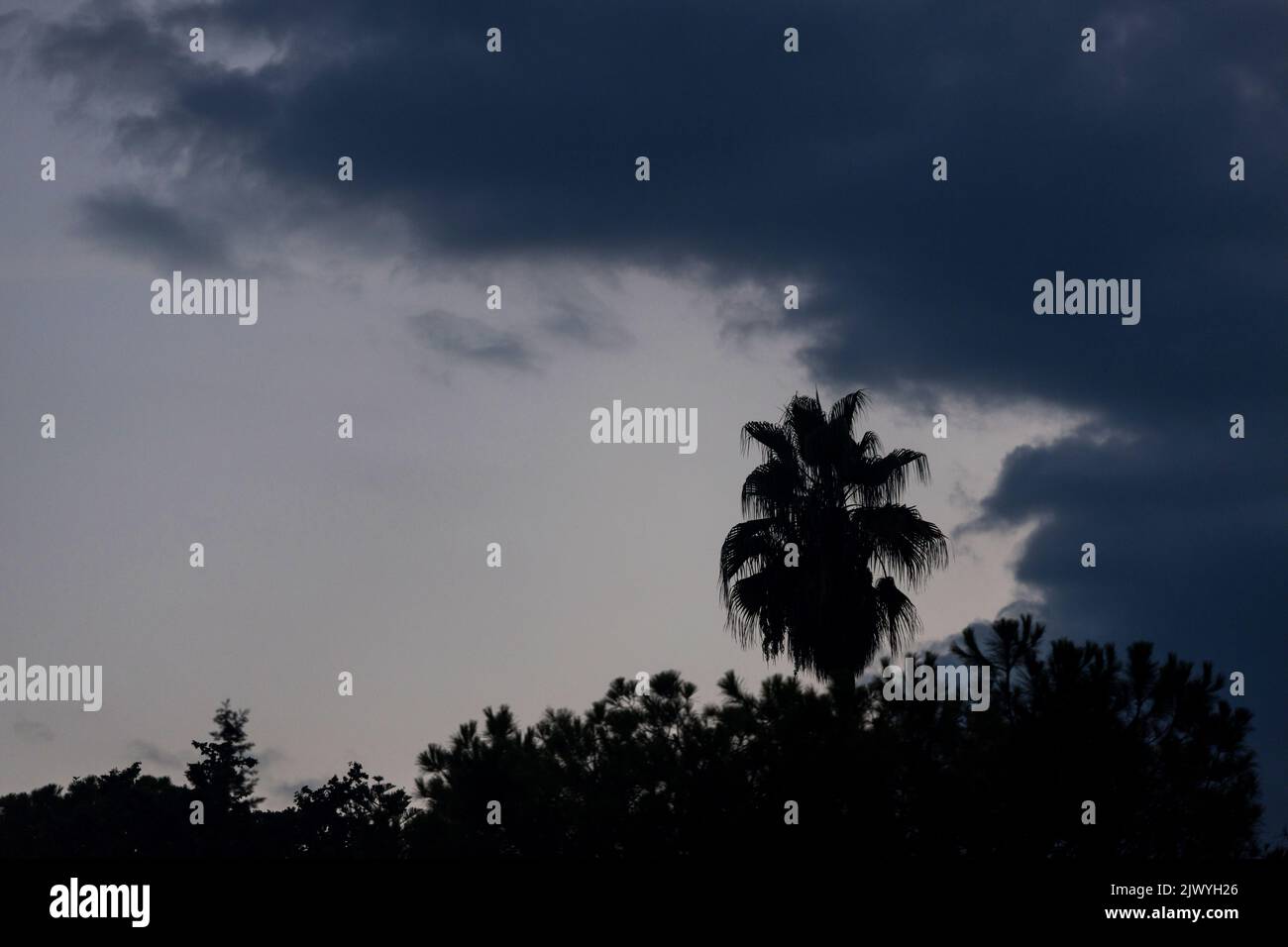 a palm tree shade in the evening Stock Photo