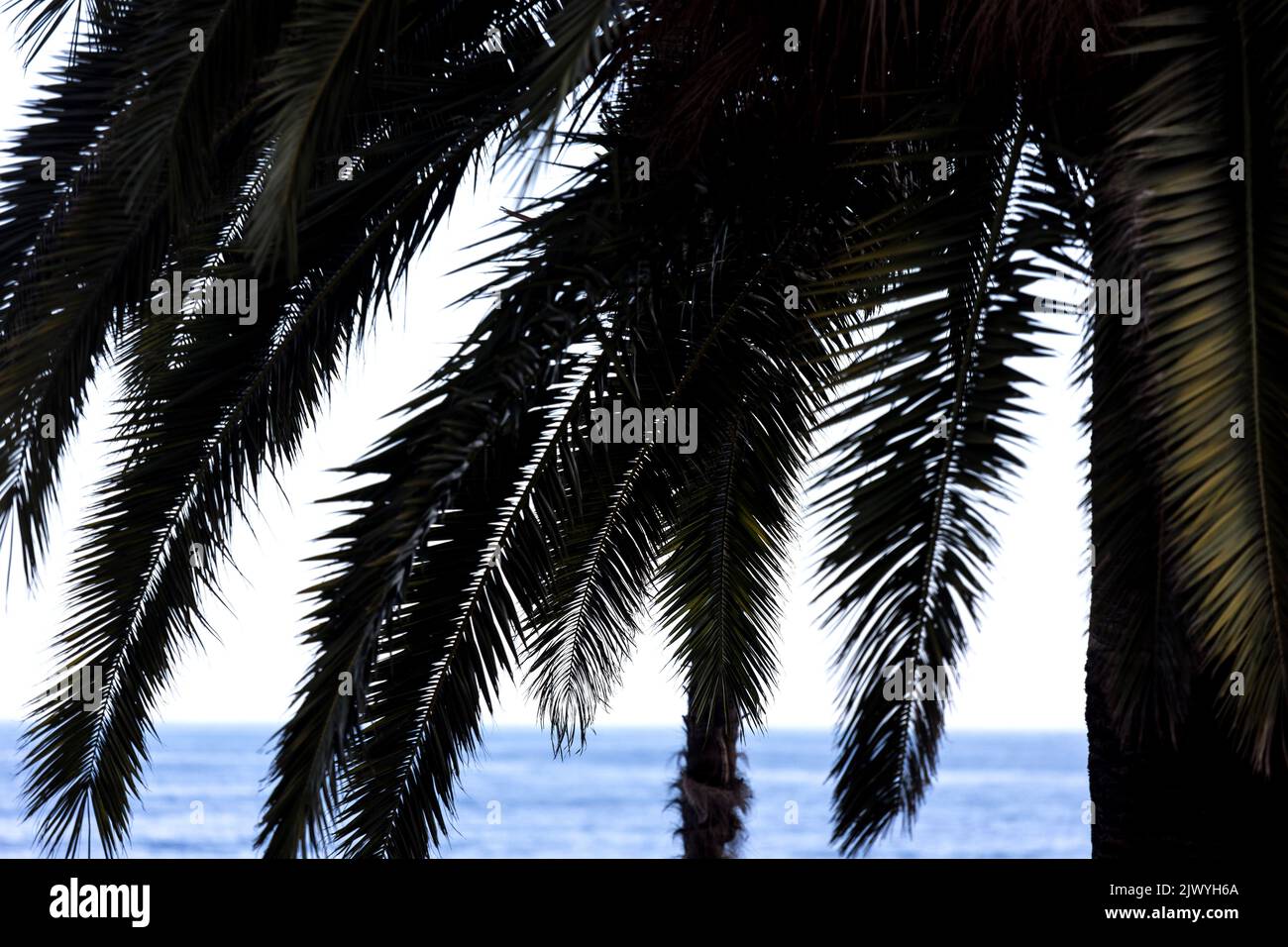 a palm tree shade at the seaside Stock Photo