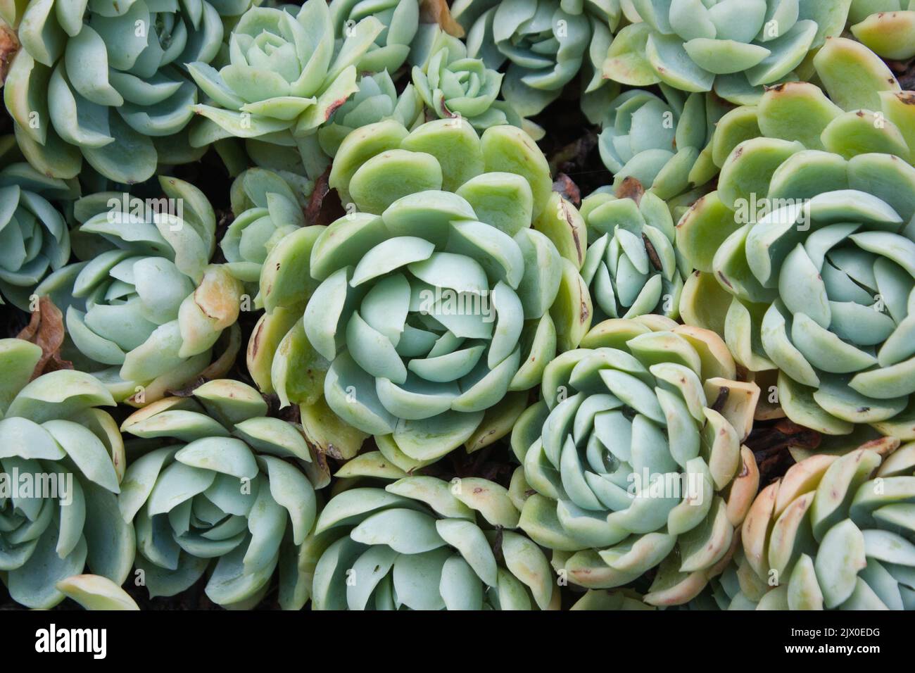 Succulent plants growing close together Stock Photo Alamy