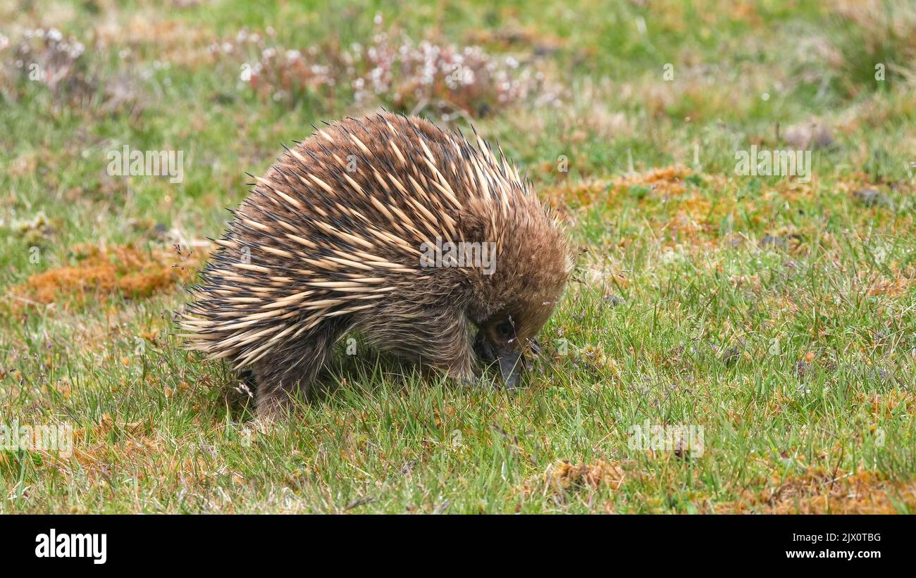 echidna forages for food in the tasmanian wilderness at cradle mountain national park, australia Stock Photo