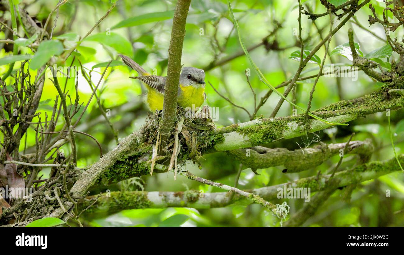 an eastern yellow robin building a nest in a tree at a forest on the central coast of nsw, australia Stock Photo