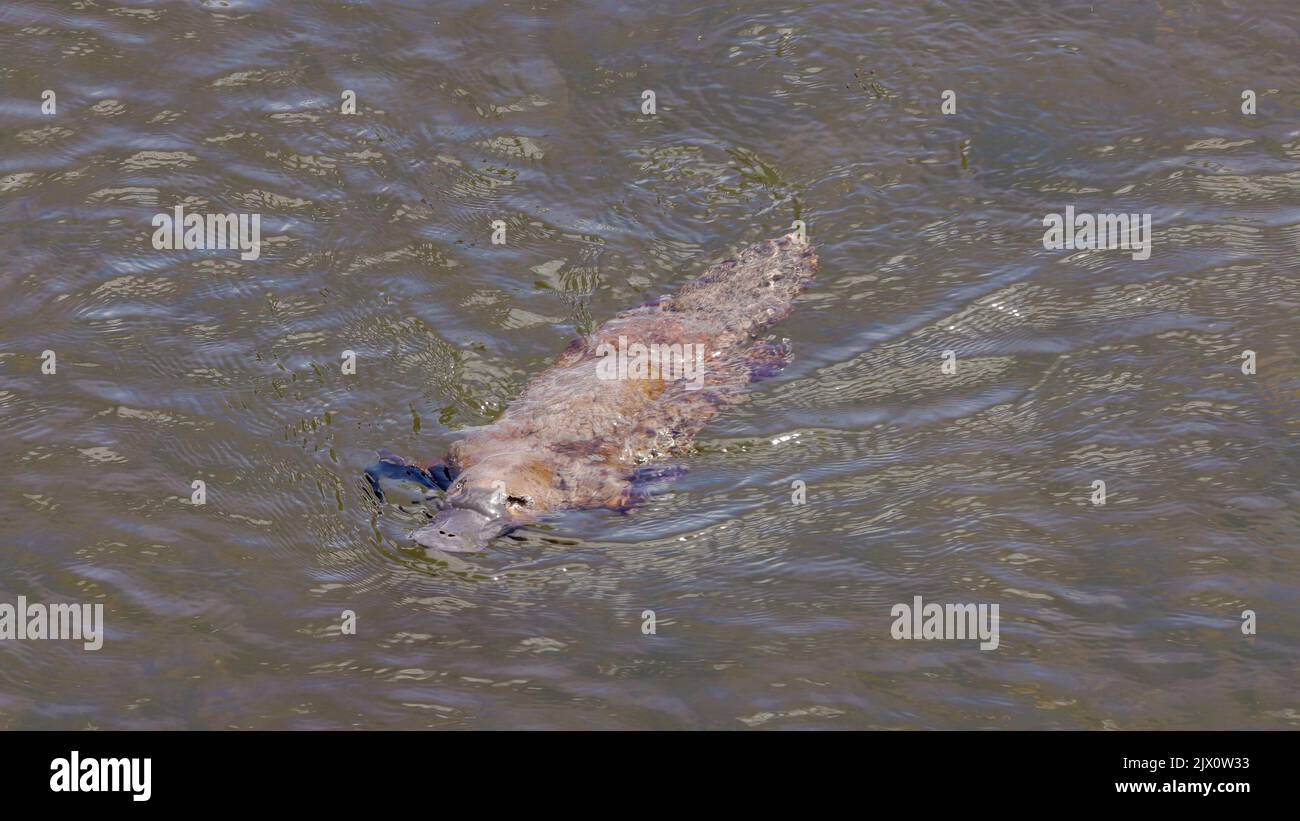 overhead shot of a platypus swimming and approaching in the mersey river of tasmania, australia Stock Photo