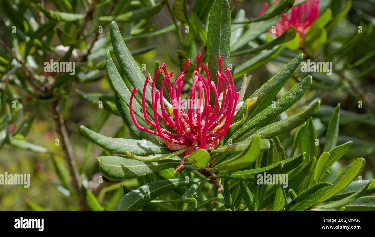 close up of sunlit tasmania waratah flower at cradle mountain national park in tasmania, australia Stock Photo