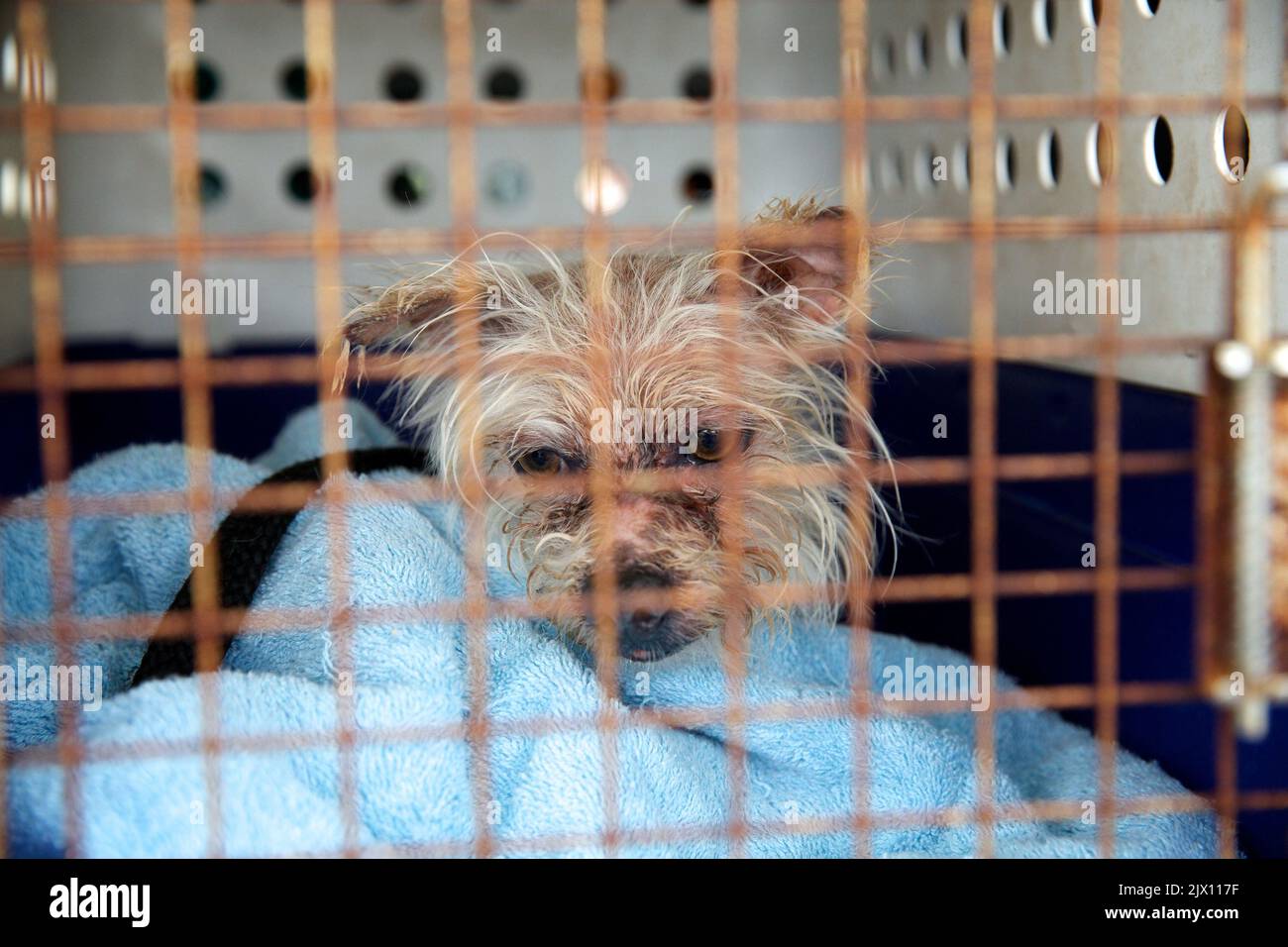A scared dog, evacuated from the Waroona bush fire, waits to be taken