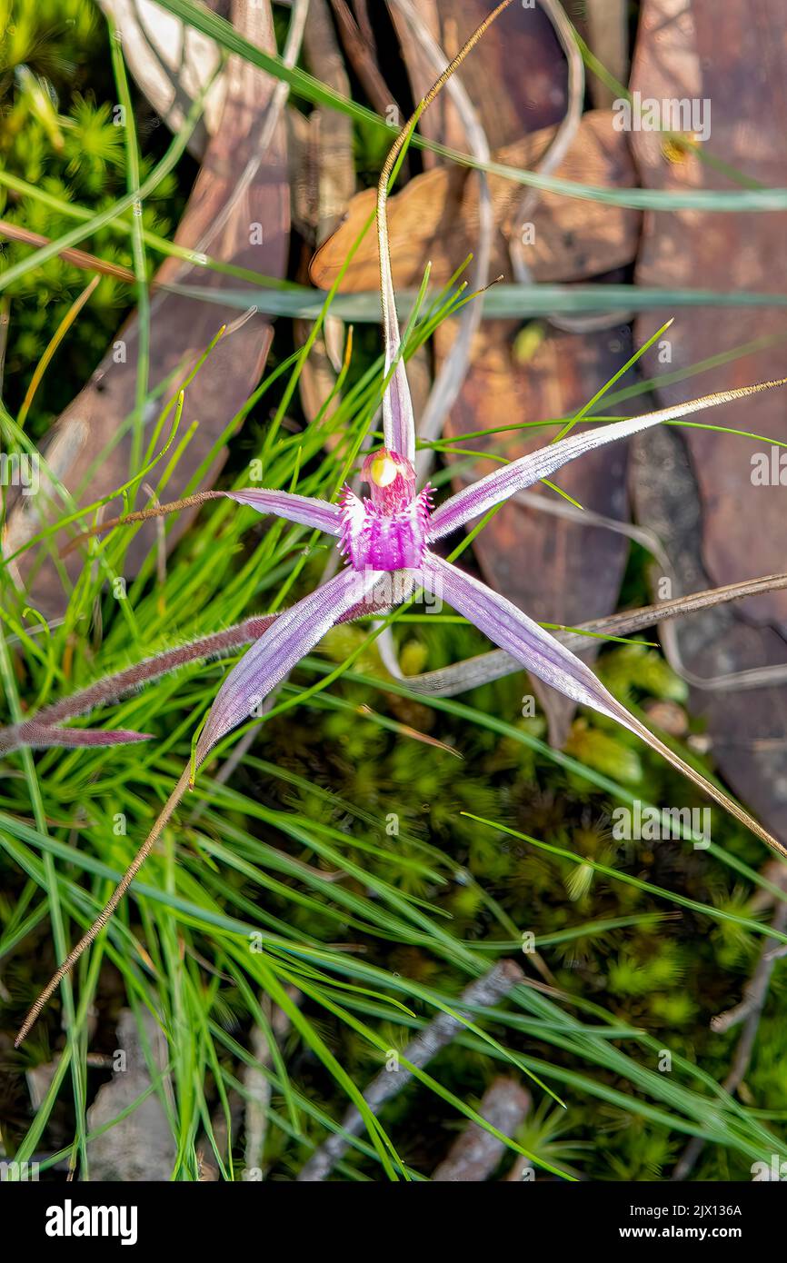 Caladenia rosella, Rosella Spider Orchid Stock Photo