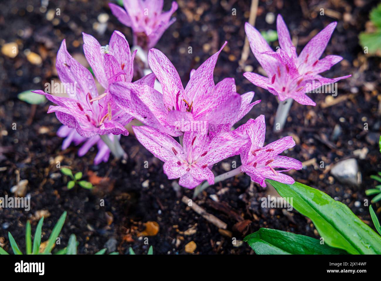 Delicate purple mottled Colchicum agrippinum (autumn crocus) in flower in late summer to early autumn in a garden in Surrey, south-east England Stock Photo