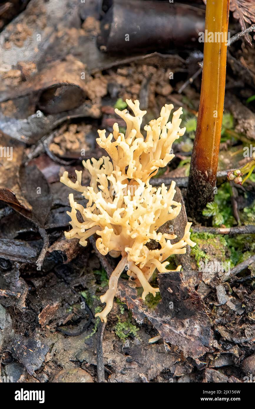 Ramaria sp.. Coral Fungus Stock Photo