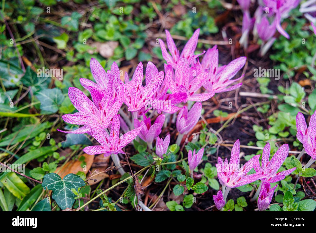 Delicate purple mottled Colchicum agrippinum (autumn crocus) in flower in late summer to early autumn in a garden in Surrey, south-east England Stock Photo
