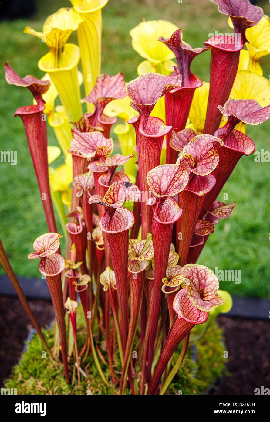 Carnivorous pitcher plant Sarracenia flava at the annual Wisley Taste of Autumn Festival in September at RHS Wisley, Surrey, south-east England Stock Photo