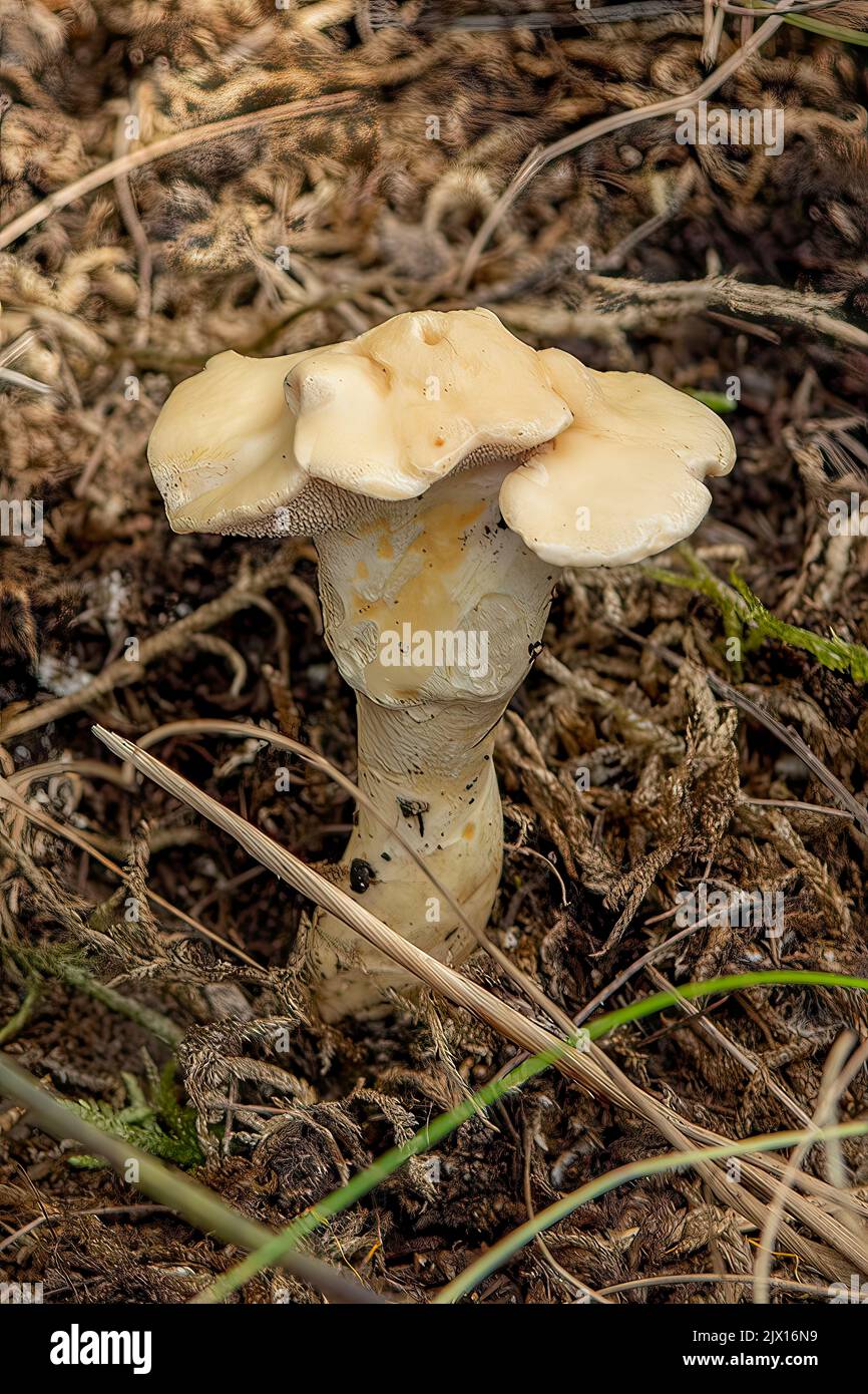 Hydnum repandum, Hedgehog Mushroom Stock Photo